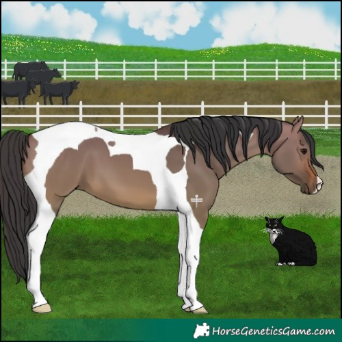 Horse Color:Bay Dun Tobiano 