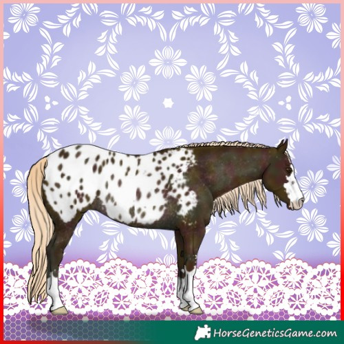 Horse Color:Midnight Palomino Appaloosa Rabicano 