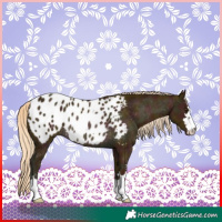 Horse Color:Midnight Palomino Blanket Rabicano