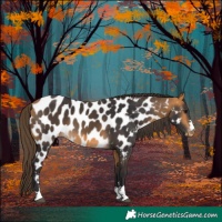 Horse Color:Buckskin Near Leopard