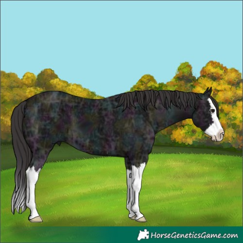 Horse Color:Midnight Smoky Black Ice Splash 