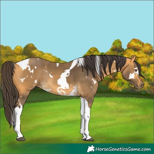Horse Color:White Spotted Buckskin Tobiano Rabicano