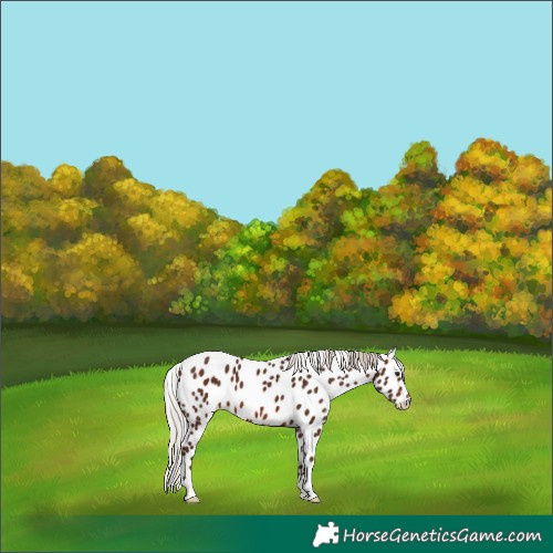 Horse Color:Silver Brown Appaloosa 