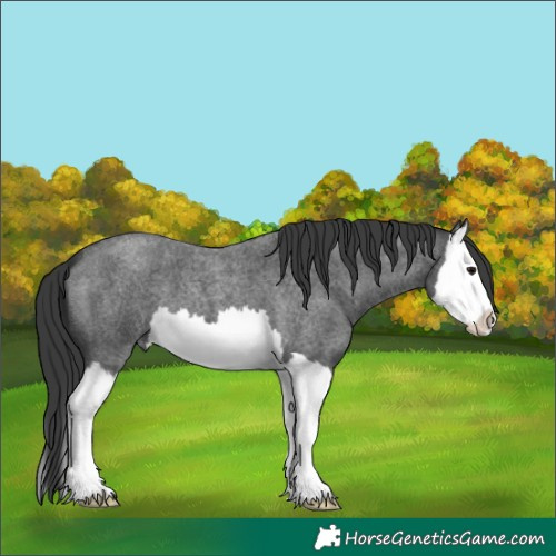 Horse Color:Blue Roan Splash 