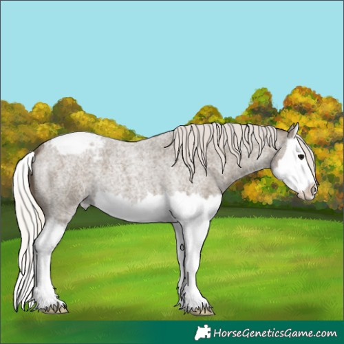 Horse Color:Silver Smoky Blue Roan Splash Appaloosa 