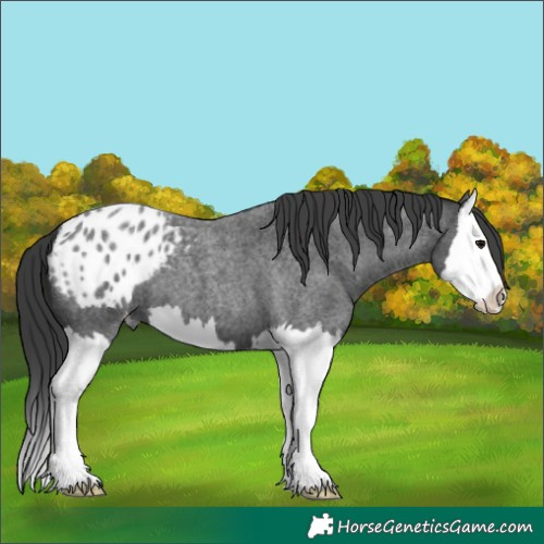 Horse Color:Blue Roan Splash Appaloosa 