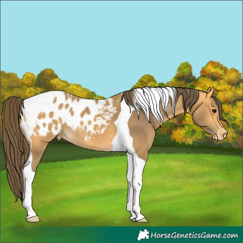 Horse Color:Buckskin Tobiano Blanket