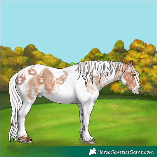 Horse Color:White Spotted Silver Sable Champagne Tobiano 