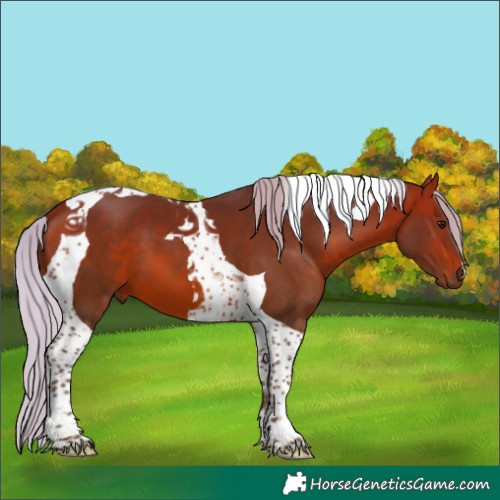 Horse Color:Silver Bay Tobiano