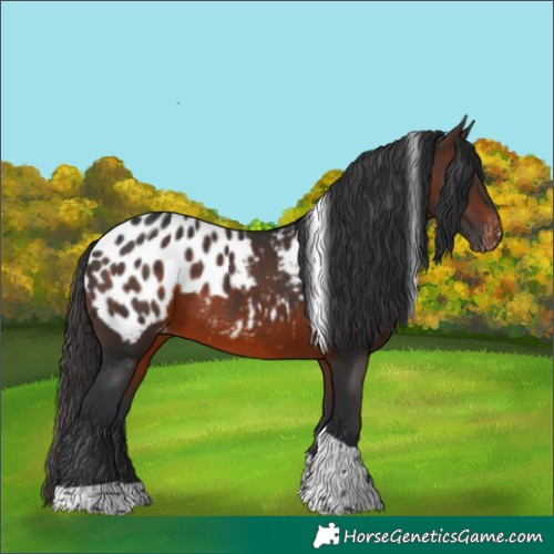 Horse Color:Brown Tobiano Blanket 