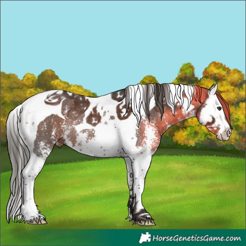 Horse Color:Liver Chestnut Sabino Splash Tobiano Appaloosa Rabicano