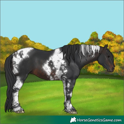 Horse Color:Brown Tobiano 
