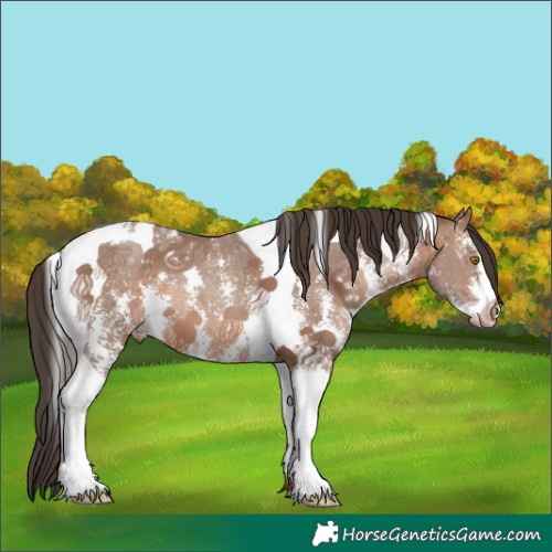 Horse Color:Sable Champagne Sabino Tobiano Appaloosa