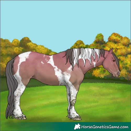 Horse Color:Watercolor Classic Champagne Dun Tobiano Appaloosa 