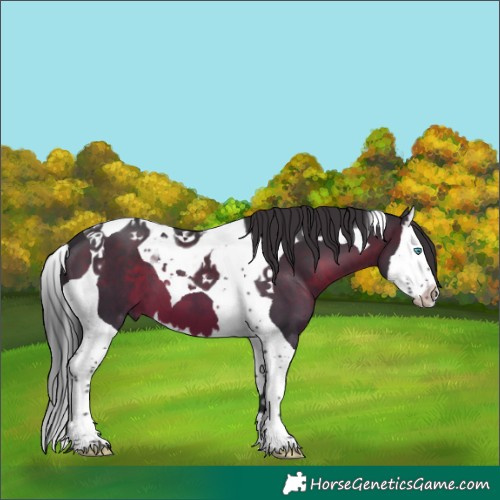 Horse Color:Brown Splash Tobiano