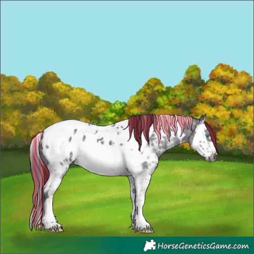 Horse Color:Painted Black Ice Sabino Splash Tobiano Near Leopard 