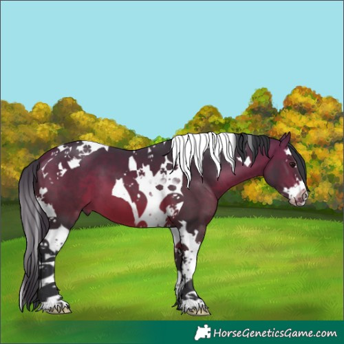 Horse Color:Bay Splash Tobiano