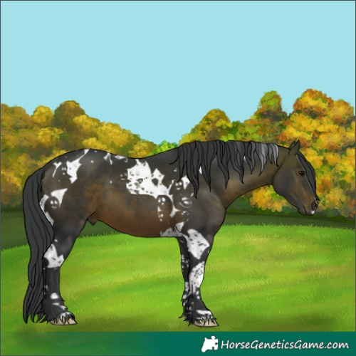 Horse Color:Brown Tobiano 