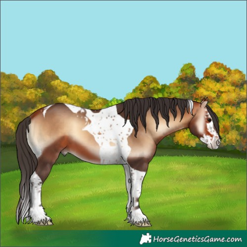 Horse Color:Bay Onyx Splash Tobiano