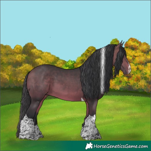 Horse Color:Bay Splash Tobiano