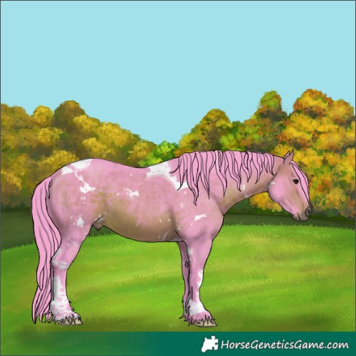 Horse Color:Watercolor White Spotted Bay Tobiano 