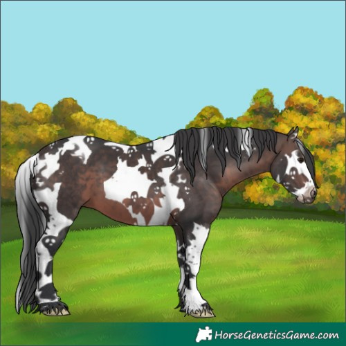 Horse Color:Brown Splash Tobiano 