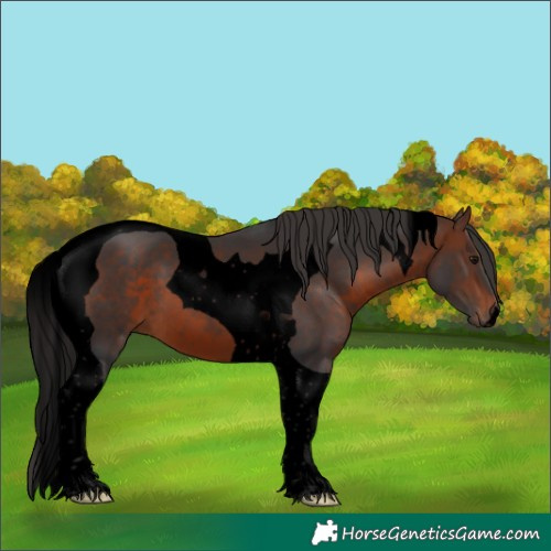 Horse Color:Void Brown Tobiano 