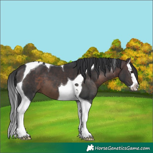 Horse Color:Brown Splash Tobiano 