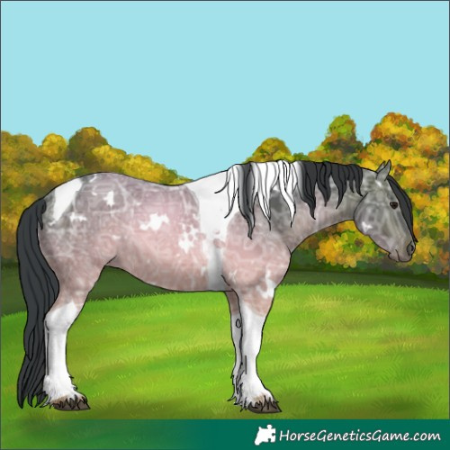 Horse Color:White Spotted Bay Ice Tobiano 
