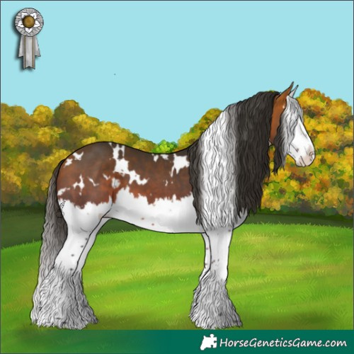 Horse Color:White Spotted Bay Splash