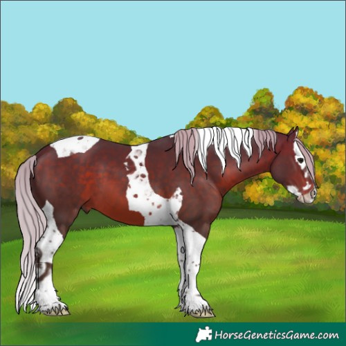 Horse Color:Silver Brown Splash Tobiano 