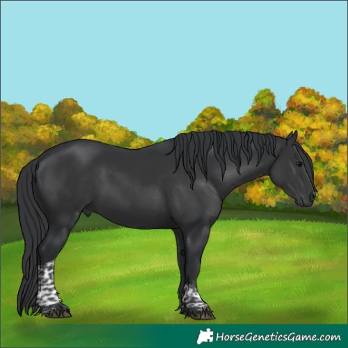 Horse Color:Black Tobiano