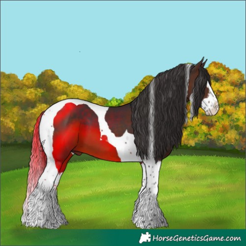Horse Color:Brown Splash Tobiano 