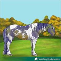 Horse Color:Watercolor White Spotted Bay Tobiano 