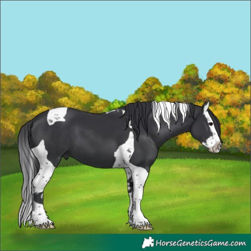 Horse Color:Black Splash Tobiano