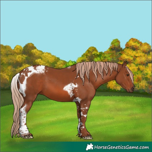 Horse Color:Chestnut Tobiano 