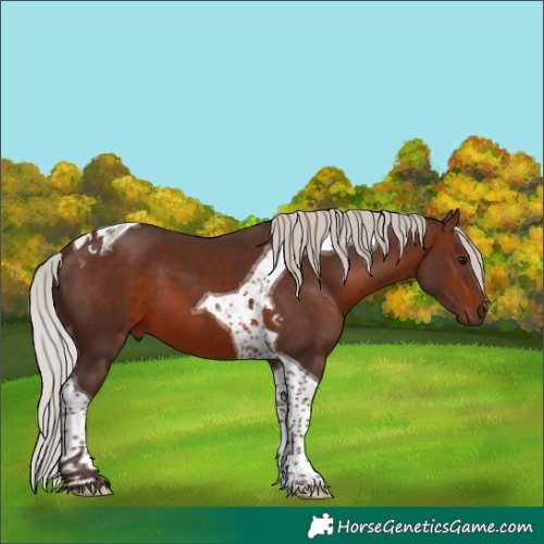 Horse Color:Silver Brown Tobiano 
