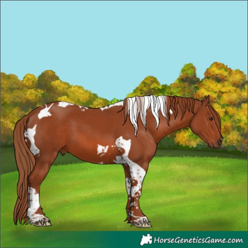 Horse Color:Chestnut Tobiano