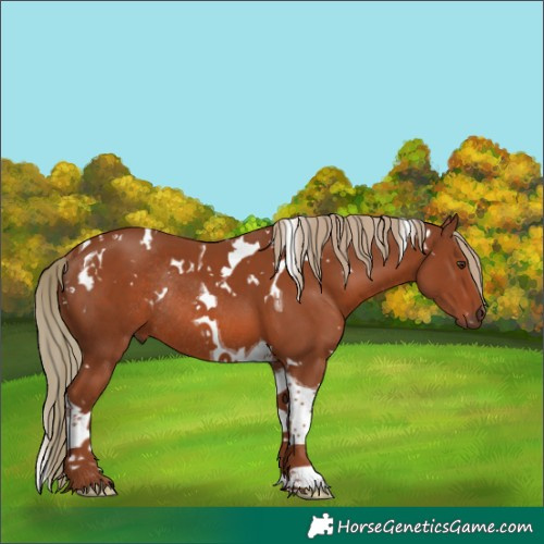 Horse Color:White Spotted Chestnut Tobiano Rabicano 
