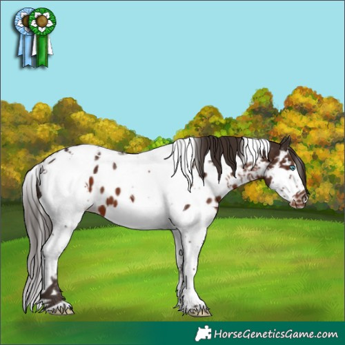 Horse Color:White Spotted Liver Chestnut Splash Tobiano Near Leopard 