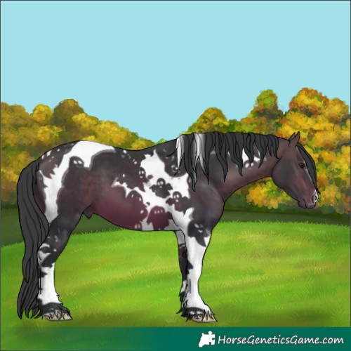 Horse Color:Bay Tobiano 