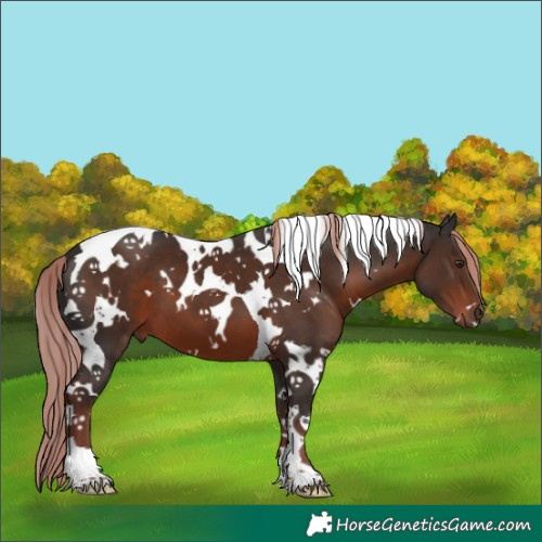 Horse Color:White Spotted Liver Chestnut Tobiano