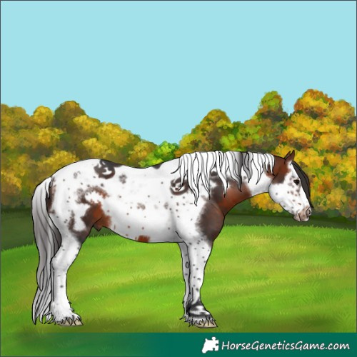 Horse Color:Bay Splash Tobiano Frame