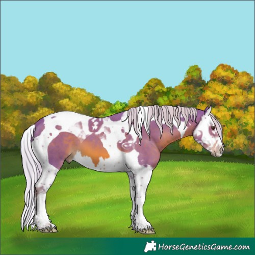 Horse Color:Watercolor Chestnut Splash Tobiano