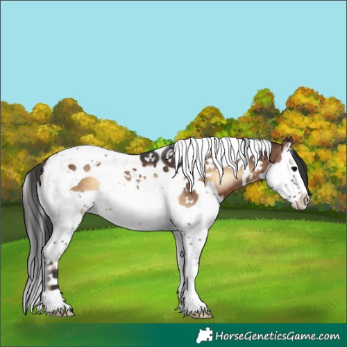 Horse Color:Brown Onyx Splash Tobiano 