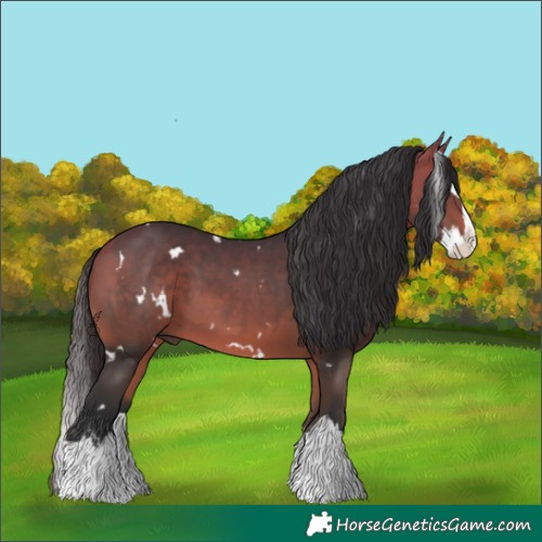 Horse Color:White Spotted Bay Splash