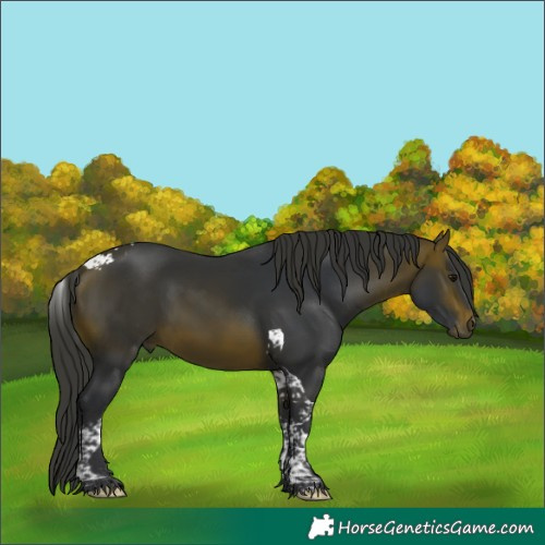 Horse Color:Brown Tobiano 