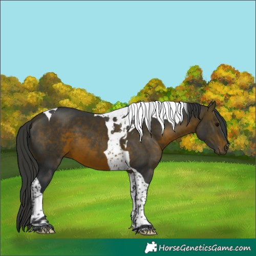 Horse Color:Brown Tobiano 