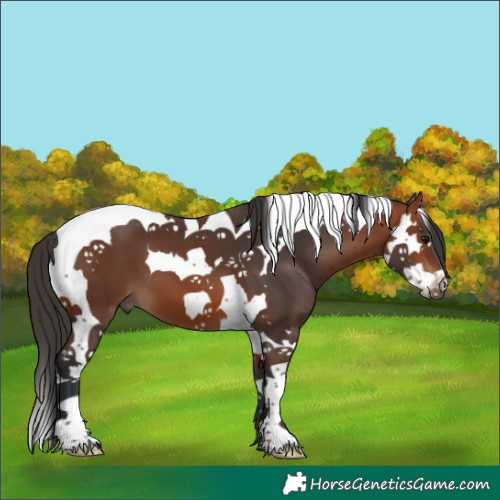 Horse Color:Bay Splash Tobiano 