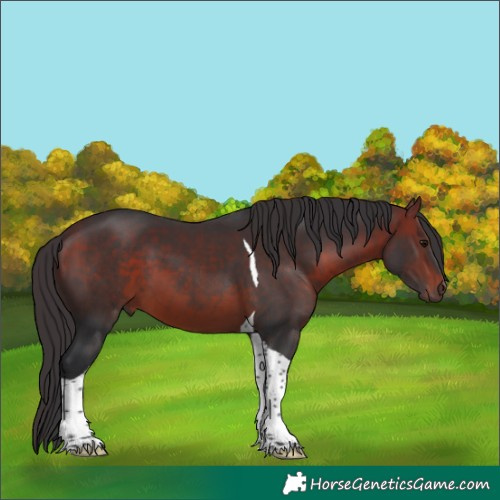 Horse Color:Brown Tobiano 